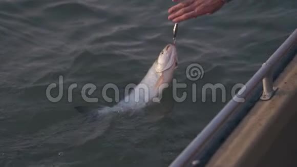 渔夫从水中缓慢地举起一只捕食的asp视频的预览图