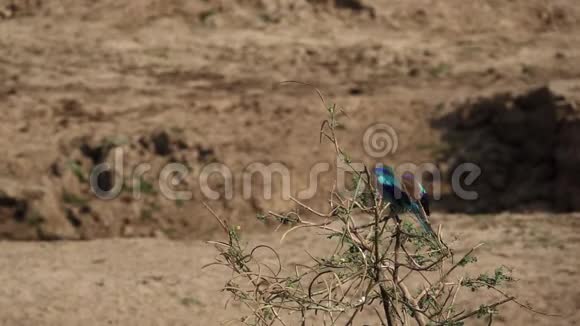 卡拉卡莱拉卡迪亚斯库达特斯优雅的蓝色羽毛开始缓慢的飞行视频的预览图