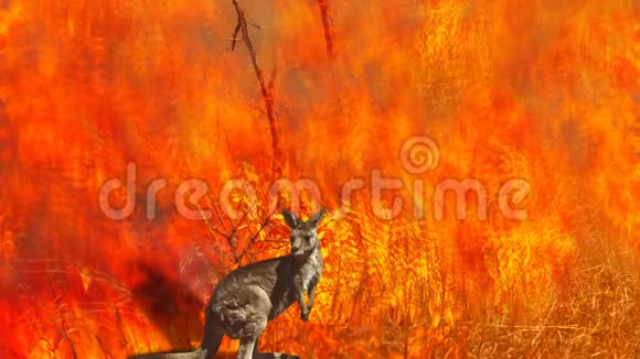 澳大利亚野生动物野火摄影视频的预览图