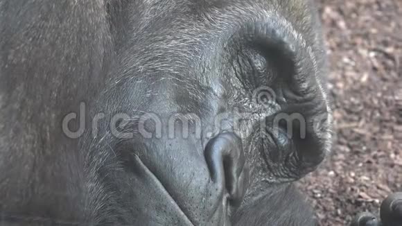 一只成年大猩猩在睡觉视频的预览图