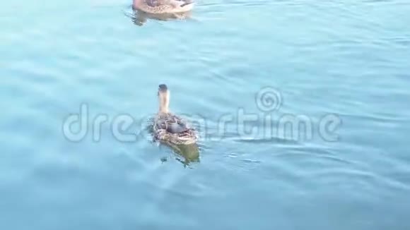 鸭子在河上游泳视频的预览图