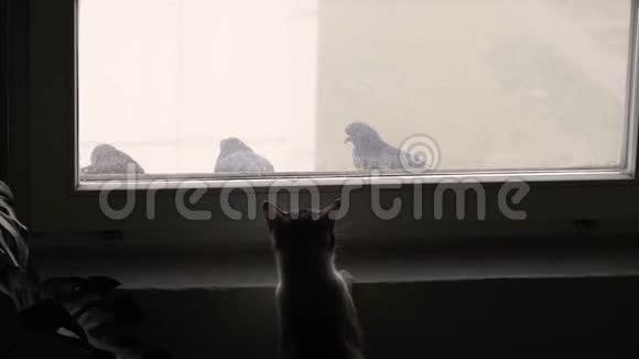 家窗外捉鸟视频的预览图