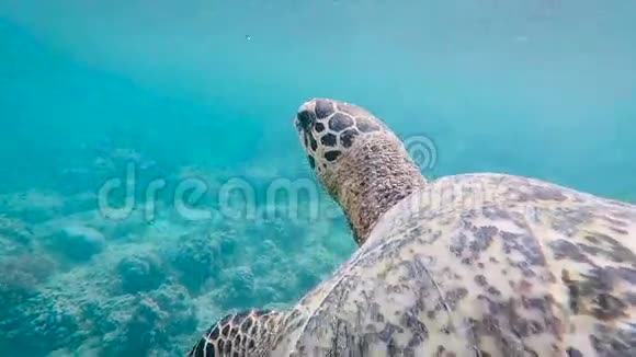 巨大的印度尼西亚海龟在海洋深处游泳的美妙景象奇妙颜色的大圆饼慢慢漂浮视频的预览图