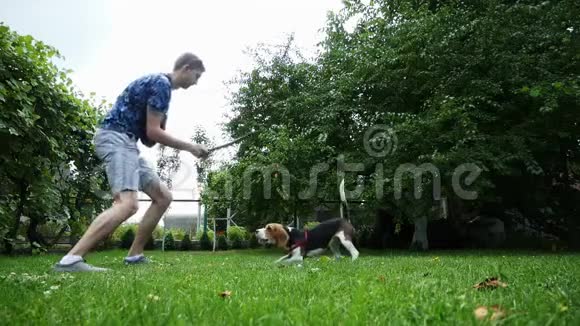 人向狗扔棍子快乐的比格玩木棍带一根棍子训练视频的预览图