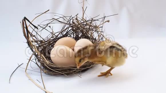 一窝3个鸡蛋前面的小鸡宝宝黑色的小棕色背面有漩涡为快乐的复活节假期视频的预览图