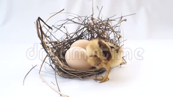 一窝2个鸡蛋前面的小鸡宝宝黑色的小棕色背面有漩涡为快乐的复活节假期视频的预览图