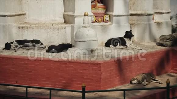 流浪狗躺在尼泊尔寺庙附近睡觉尼泊尔加德满都视频的预览图
