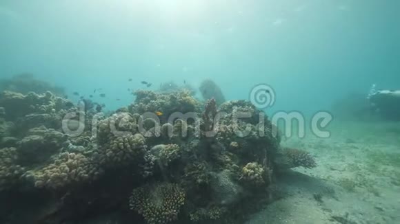 热带海洋水下景色丰富海洋生物与潜水者游泳视频的预览图
