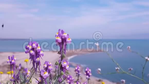 美丽的紫莲花在死海海岸上视频的预览图