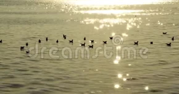 海鸟海鸥在波光粼粼的海水上游泳视频的预览图