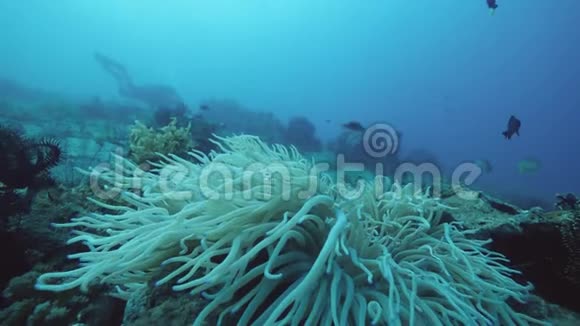 水下景观充满海洋植物和鱼类的海洋景观视频的预览图