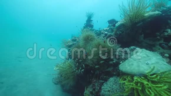 珊瑚上的海葵和绿色羽状星状珊瑚虫鱼在附近游动视频的预览图