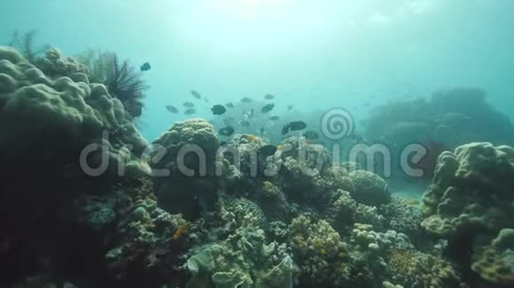 海洋下的珊瑚礁充满了珊瑚五颜六色的鱼和其他海洋生物视频的预览图