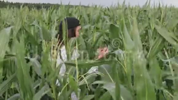 农学家手里拿着一块碑沿着玉米地散步农业综合企业的概念视频的预览图