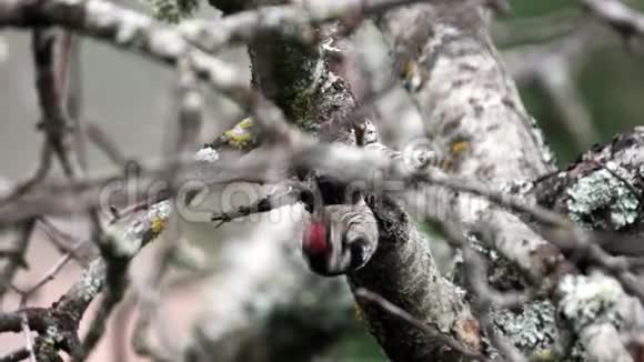 啄木鸟靠近树干的顶部视频的预览图