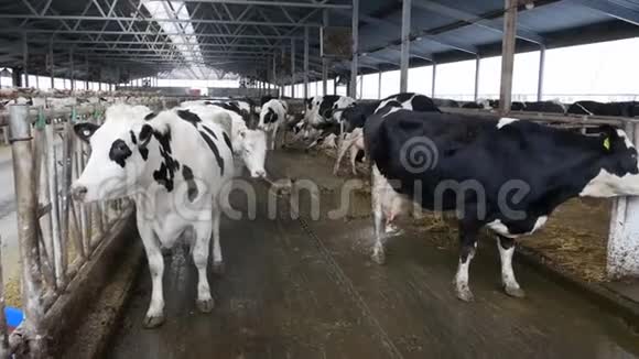 奶牛场现代谷仓奶牛在度假视频的预览图