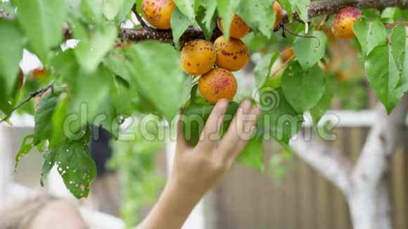 孩子们手从树枝上摘下成熟的杏视频的预览图