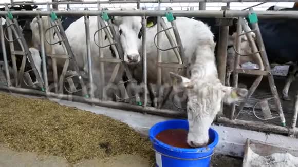 奶牛场现代谷仓奶牛在度假视频的预览图