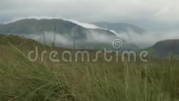 杂草在风和山中肆虐视频的预览图
