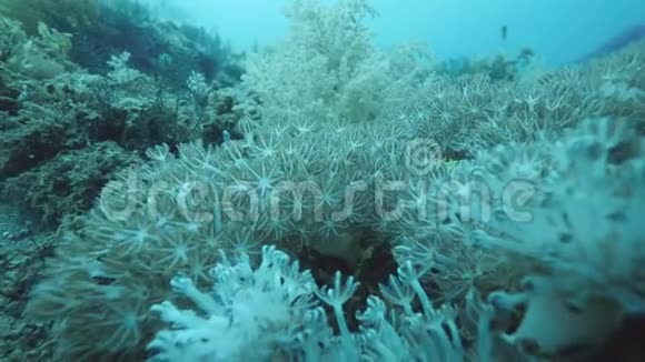 靠近水下软珊瑚的视野在水中轻轻移动视频的预览图