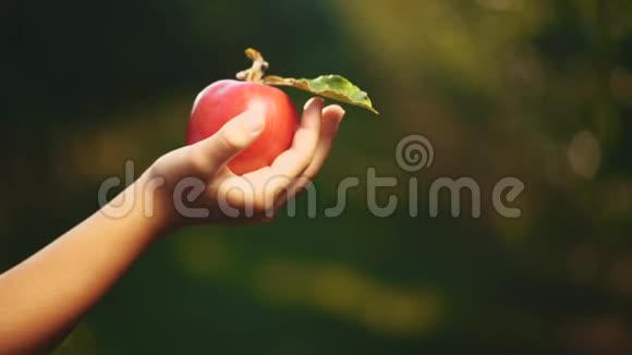 小朋友手里拿着新鲜的红苹果放在花园的背景上快关门复制空间4K视频的预览图