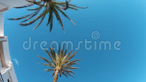 巴利阿里群岛森林棕榈树视频的预览图