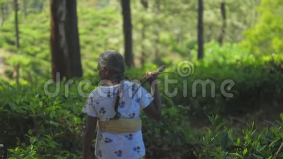 灰色头发的女士在阴林中缓慢地采集木材视频的预览图