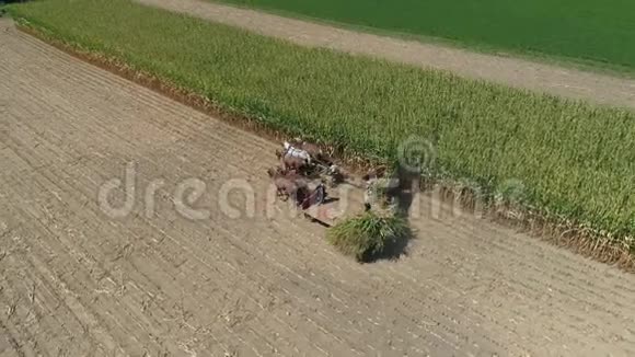 在阳光明媚的秋日收获玉米作物阿米什家庭农场的鸟瞰图视频的预览图
