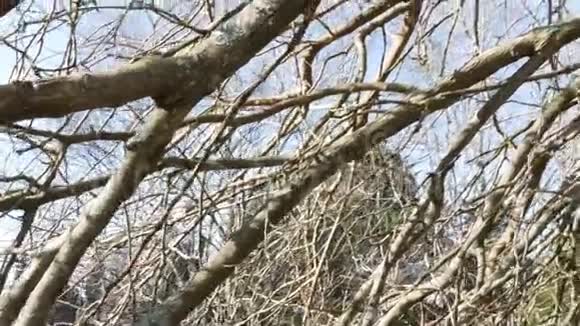 在户外活动的桑树枝视频的预览图