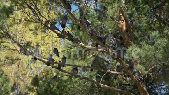 秋树上的鸽子视频的预览图