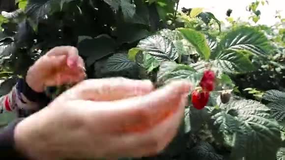 雌性手从灌木丛中采摘成熟的红树莓视频的预览图