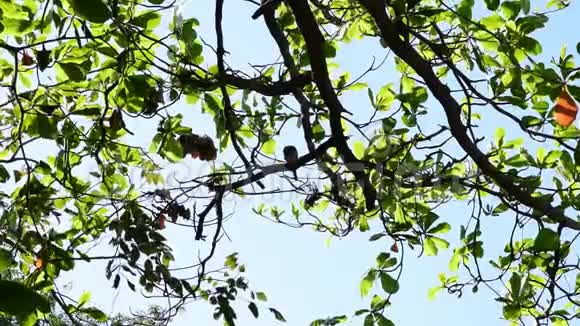 一只鸽子栖息在一棵大树上视频的预览图