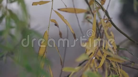清晨露水中的柳叶视频的预览图