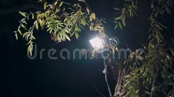 树上的灯笼在绿叶间闪耀视频的预览图