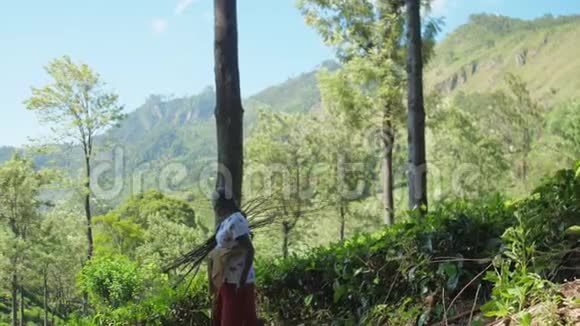 带着灌木的女人走在森林斜坡上视频的预览图