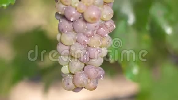 葡萄藤上的一串白葡萄用来准备白葡萄酒视频的预览图