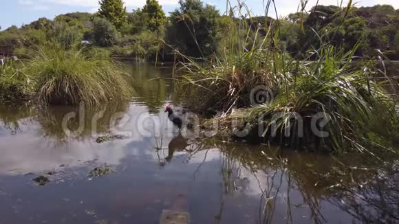 沼泽穿过池塘视频的预览图