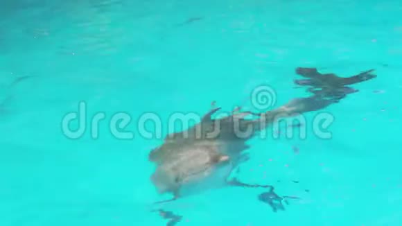 泳池里的海豚关门了视频的预览图