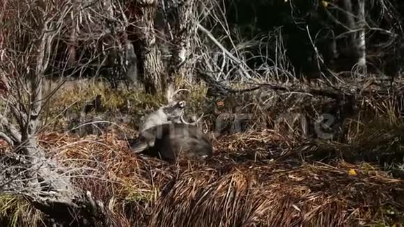 森林里的鹿视频的预览图