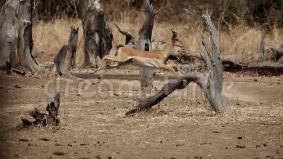 黑斑羚慢运动的轮廓视图视频的预览图