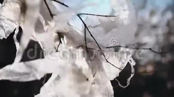 一块塑料布挂在树上视频的预览图