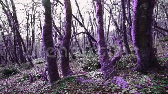 紫罗兰童话森林阳光明媚的一天两个年轻人在神奇的紫色森林里散步视频的预览图