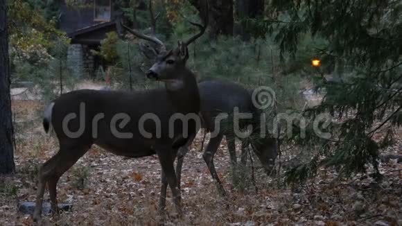 森林里的鹿视频的预览图