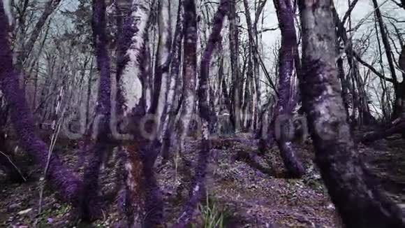 紫罗兰童话森林阳光明媚的一天美丽的运动女孩穿过虚幻的紫色森林幻想虚幻视频的预览图
