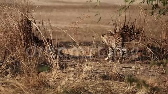 豹在草原上缓慢行走后景视频的预览图