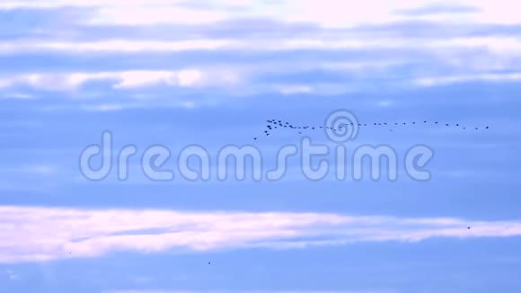 晴空万里候鸟一楔复制空间视频的预览图