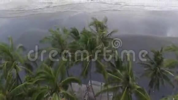 印度尼西亚巴厘岛海边的棕榈树视频的预览图