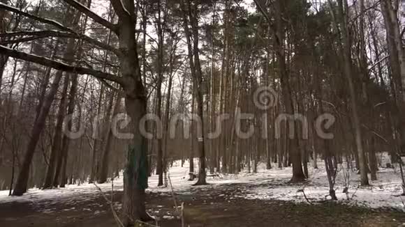 春天雪藏树摇曳白桦和松树视频的预览图