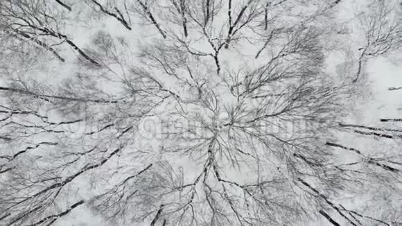 冬季在林地的雪覆盖树上飞行的高空顶降无人机4的高空飞碟视频的预览图