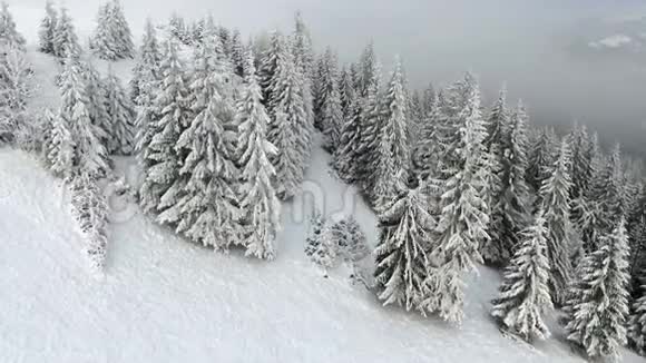 冬季云杉和松林白雪覆盖的树木视频的预览图